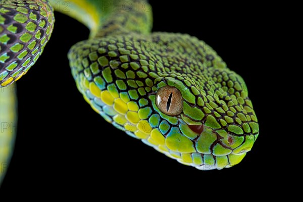 Palawan Pit Viper