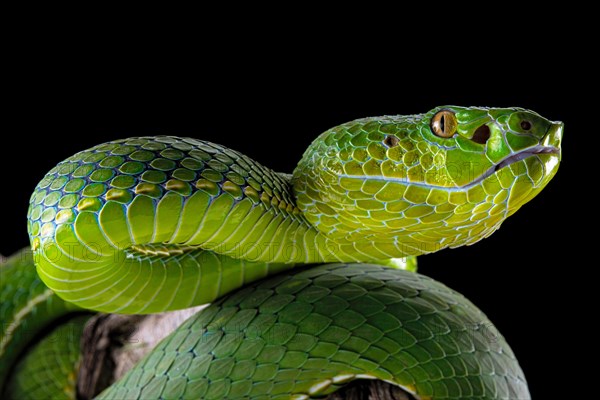 Pope's Pitviper