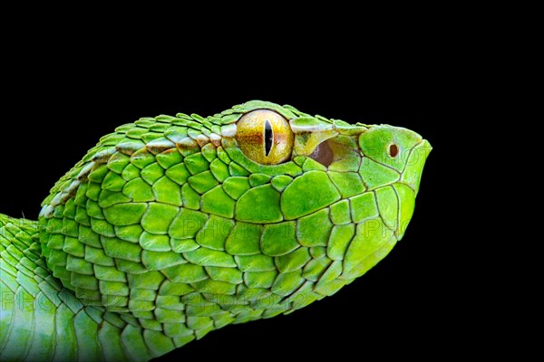 North Philippine Temple Pit Viper