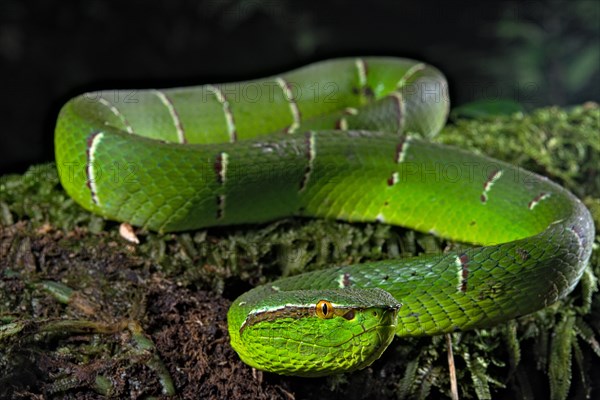 North Philippine Temple Pit Viper