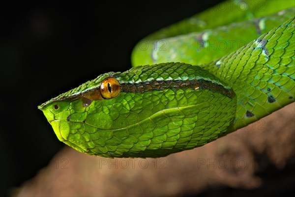 North Philippine Temple Pit Viper