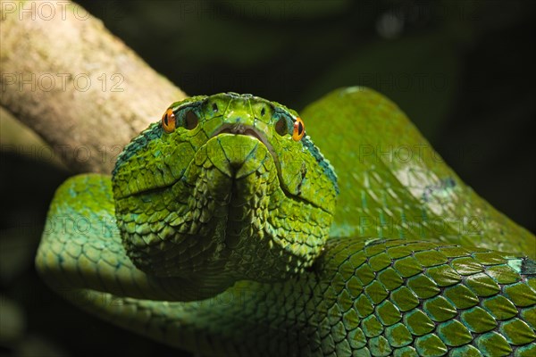 North Philippine Temple Pit Viper