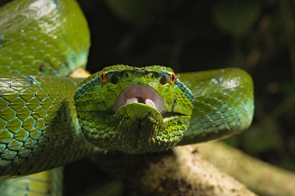 North Philippine Temple Pit Viper