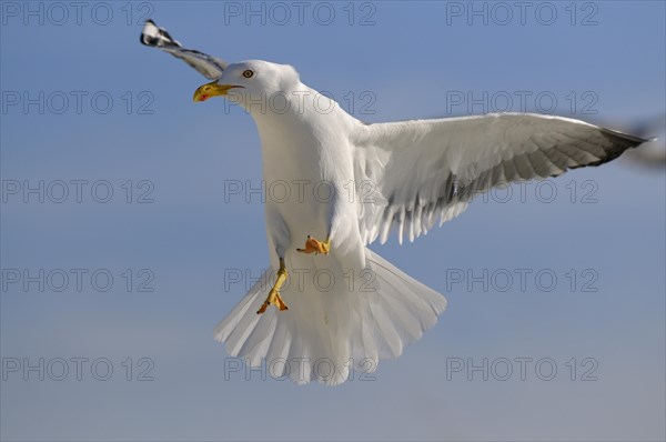 Herring Gull