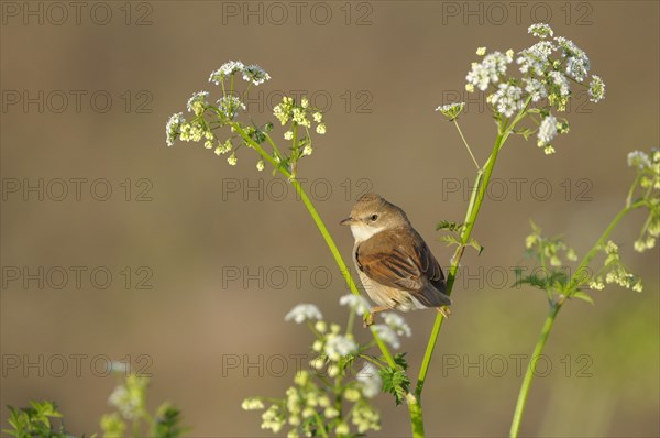 Whitethroat