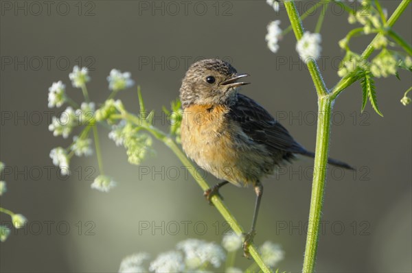 Stonechat