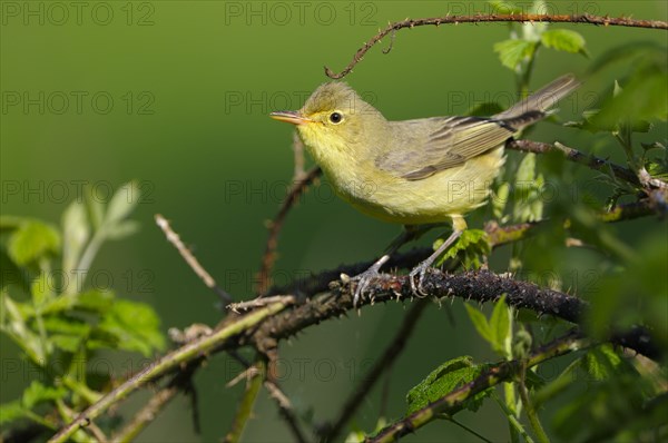 Yellow Warbler