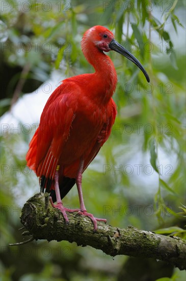 Scarlet Ibis