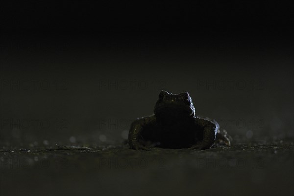 Common toad