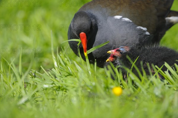 Moorhen