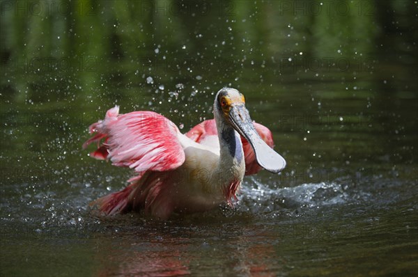 Roseate spoonbill