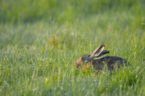 European brown hare