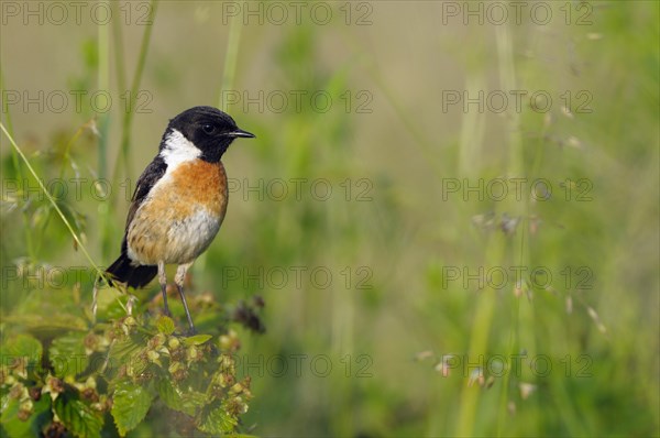 Stonechat