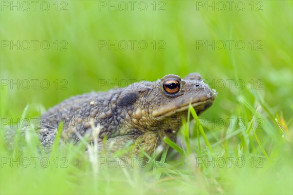 Common toad