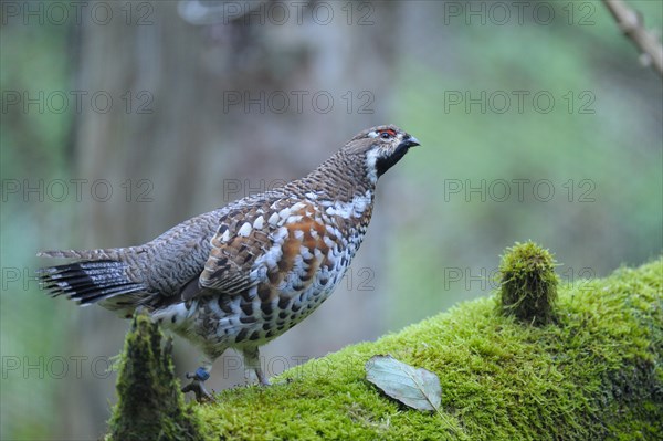 Hazel grouse