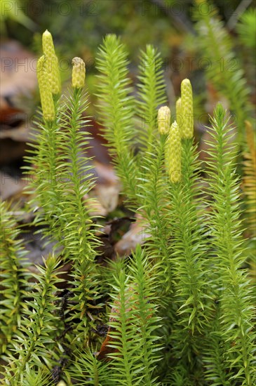 Sprouting Lycopodium