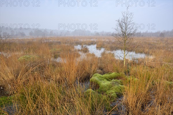 Morning atmosphere in the bog