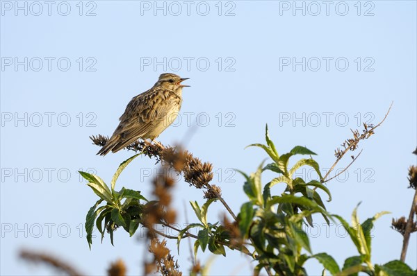 Woodlark