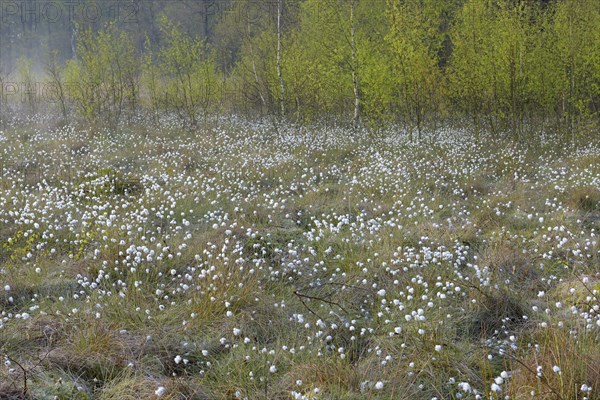 Morning atmosphere in the moor