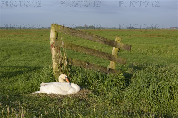 Mute swan