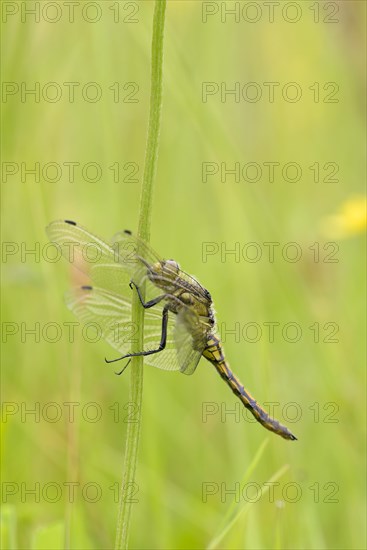 Large blue arrow