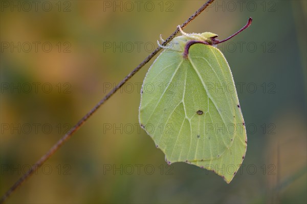 Lemon butterfly