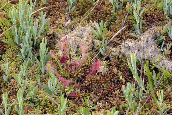 Long-leaved sundew