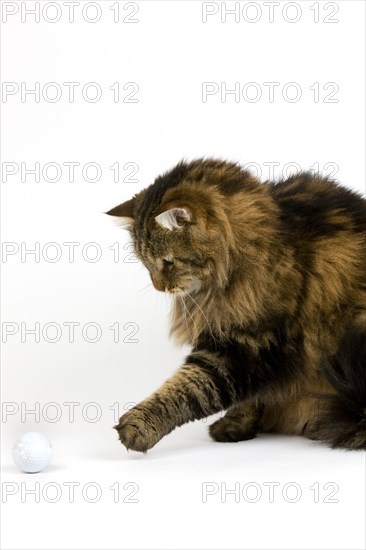 ANGORA DOMESTIC CAT
