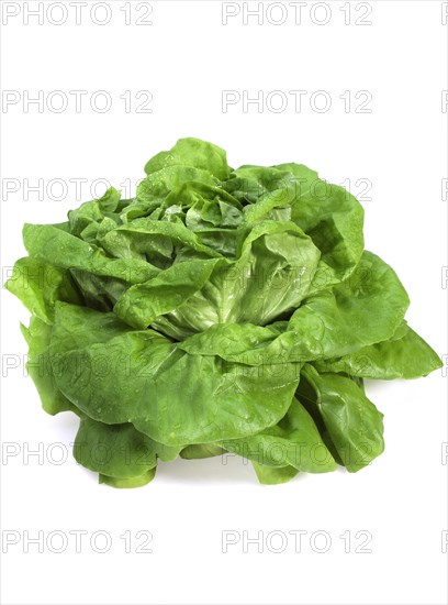 Lettuce