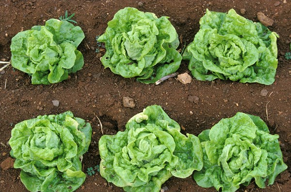Salads in the vegetable garden