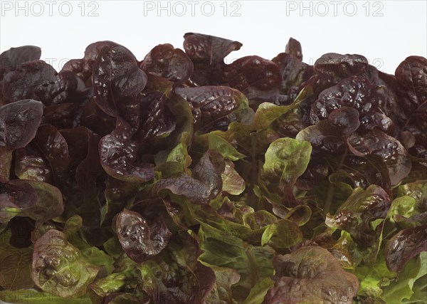 French lettuce called corne de cerf