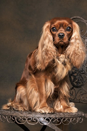 Cavalier King Charles Spaniel