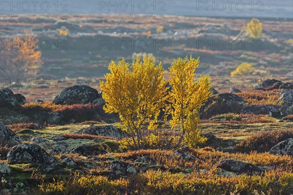 White birch