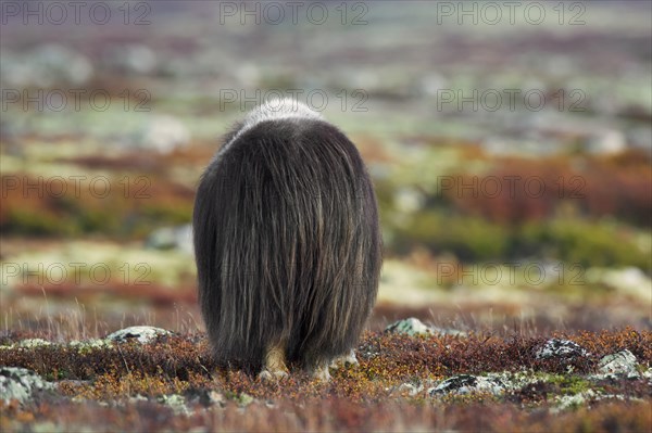 Hind of a muskox