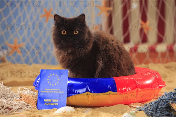 British longhair cat