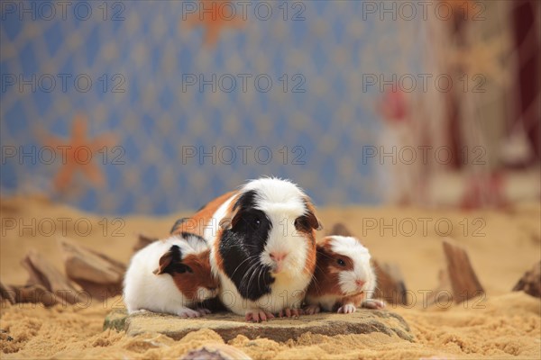 English Crested guinea pigs