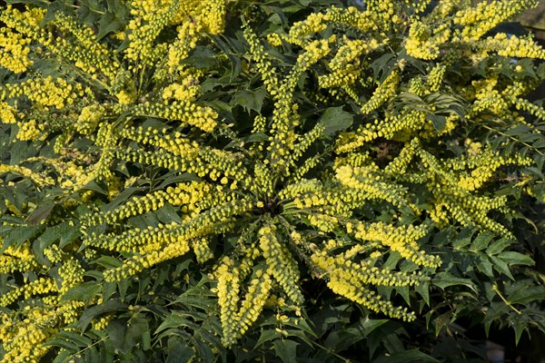 Mahonia