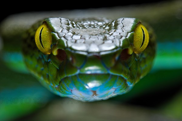 Large eyed Pit viper