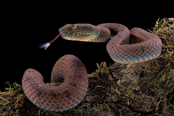 Philippines PitViper