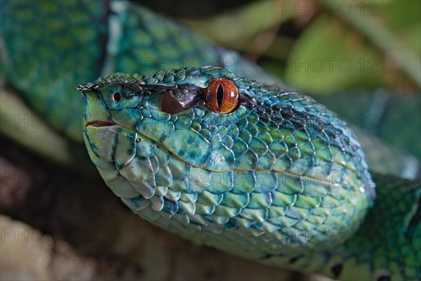 North Philippine Temple Pit Viper