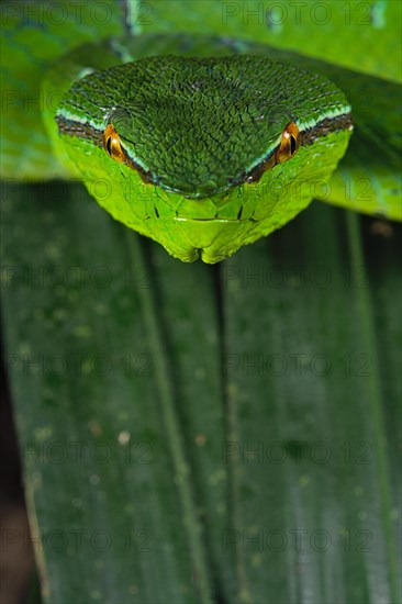 North Philippine Temple Pit Viper