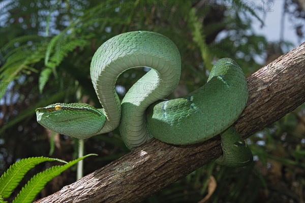 North Philippine Temple Pit Viper