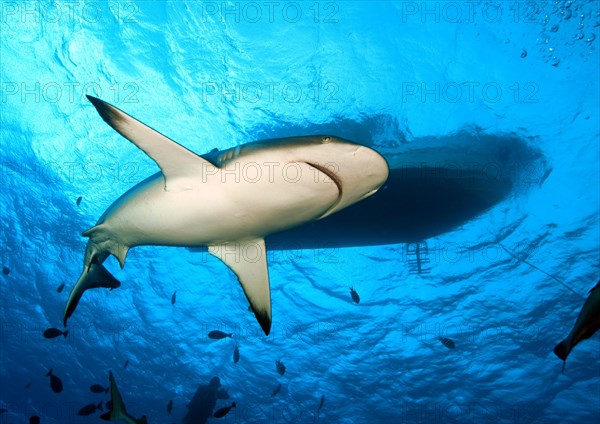 Grey reef shark