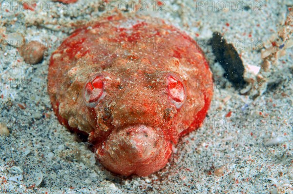 Stargazer snake eel