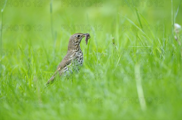 Song thrush