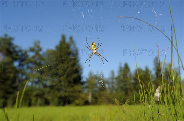 Wasp spider