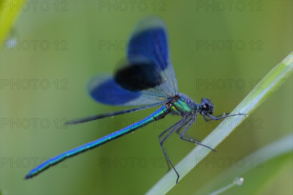 Banded damselfly