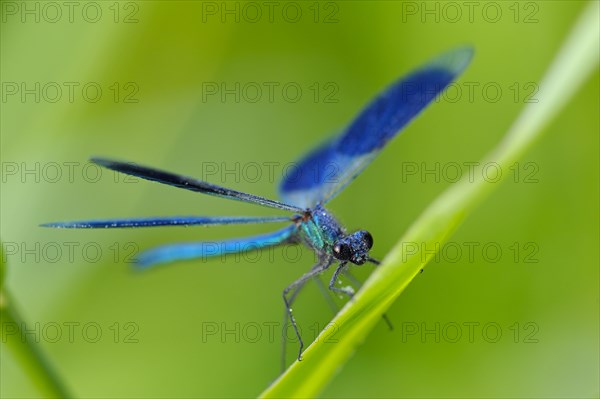 Banded damselfly