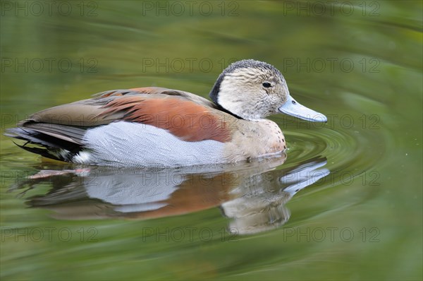 Red-shouldered Duck