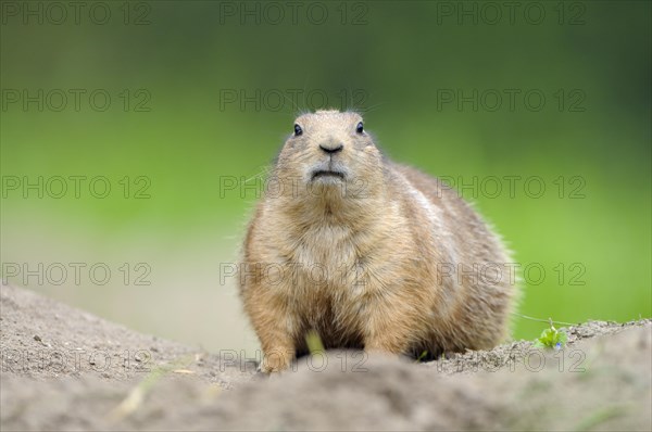 Black-tailed Prairie Dog